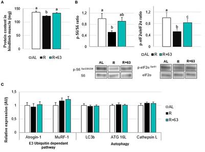 Corrigendum: Lacticaseibacillus casei CNCM I-5663 supplementation maintained muscle mass in a model of frail rodents